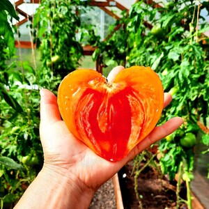 Op de afbeelding: Een hartvormige tomaat met een felrode binnenkant en een geel-oranje buitenkant. De tomaat wordt in de hand van een persoon gehouden.