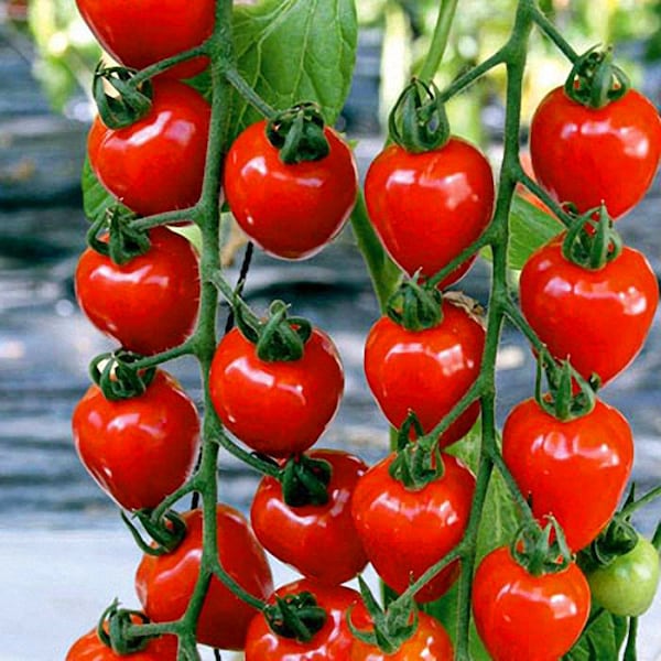 Strawberry Cherry - Heirloom Tomato,20 RARE Organic Seeds. Indeterminate productive variety. Vegetables seeds for gardening. A wall of fruit