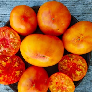 Tomate Anão Caitydid - 20 Sementes Raras de Tomate Orgânico. Variedade Beefsteak Bicolor