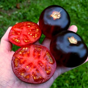 20 クイーン・オブ・ザ・ナイト、ドイツ産 - 非遺伝子組み換えの伝統品種、紫藍オレンジ、希少なオーガニックトマト種子。最高の縞模様のアントシアニン果実