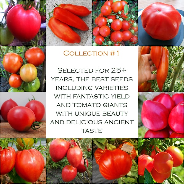 XXL Set of Unique RARE Tomato Seeds. Garden Kit Heirloom Tomato variety to grow. Red Collection, Huge productivity. 120 seeds pack, 12 sorts