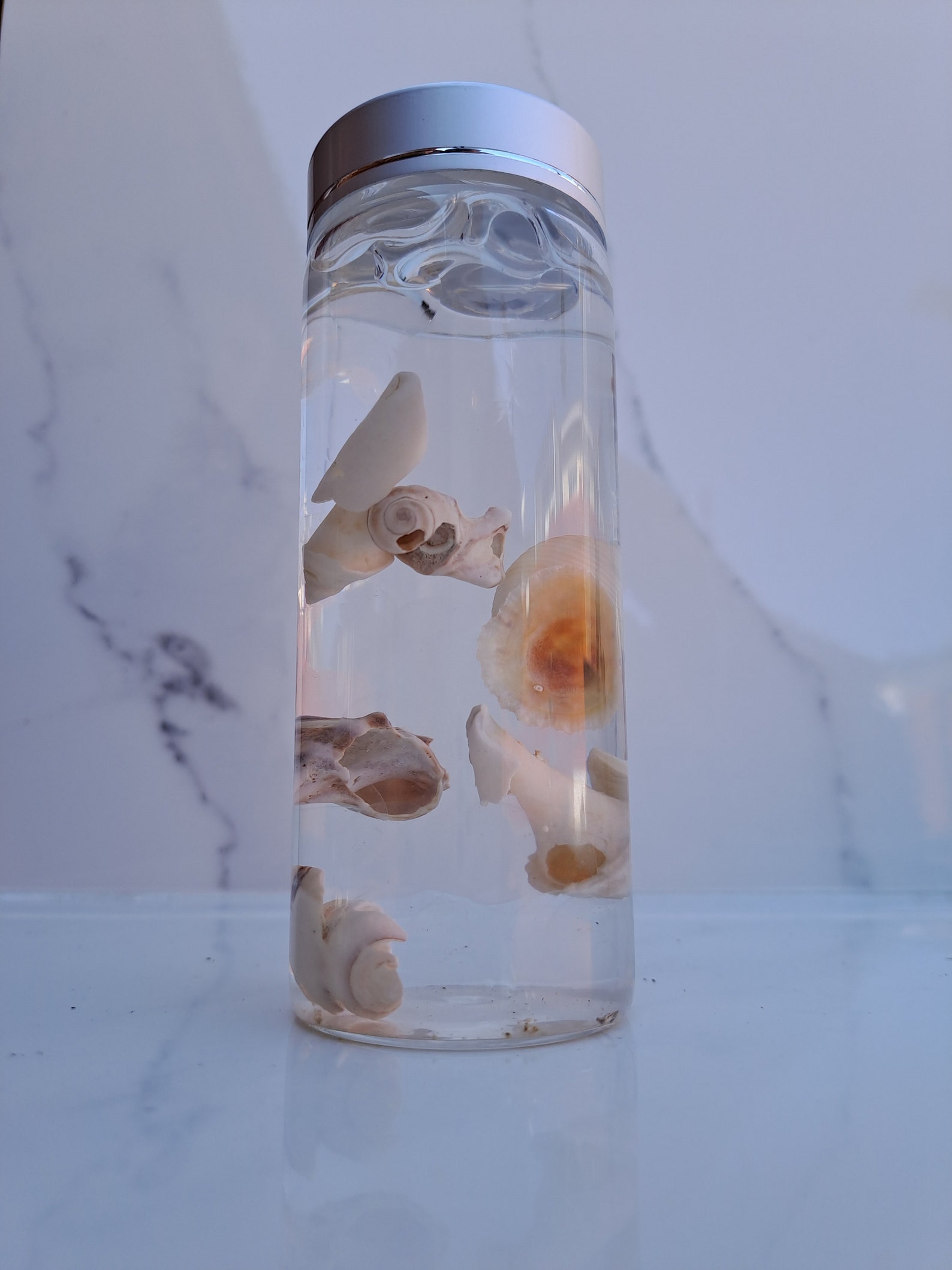 Decorative Seashell Bottle With Floating Shells for Sea in a Bottle for ...