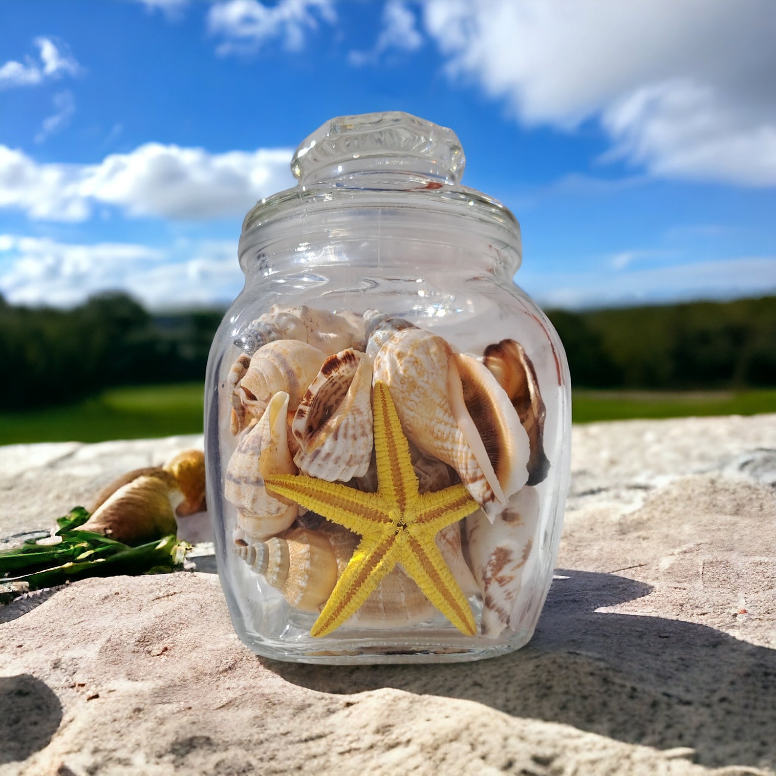 Decorative Shell Jar Starfish Decor for Coastal Table Centerpiece for ...