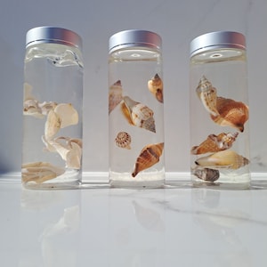 Decorative Seashell Bottle With Floating Shells for Sea in a Bottle for ...