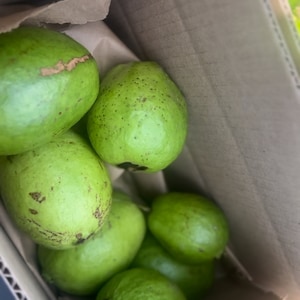 May include: A cardboard box filled with green guavas. The guavas are arranged in a cluster, with some visible on top and others hidden beneath.
