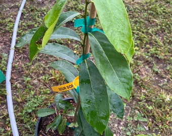 Sour sop  tree 3 gallon