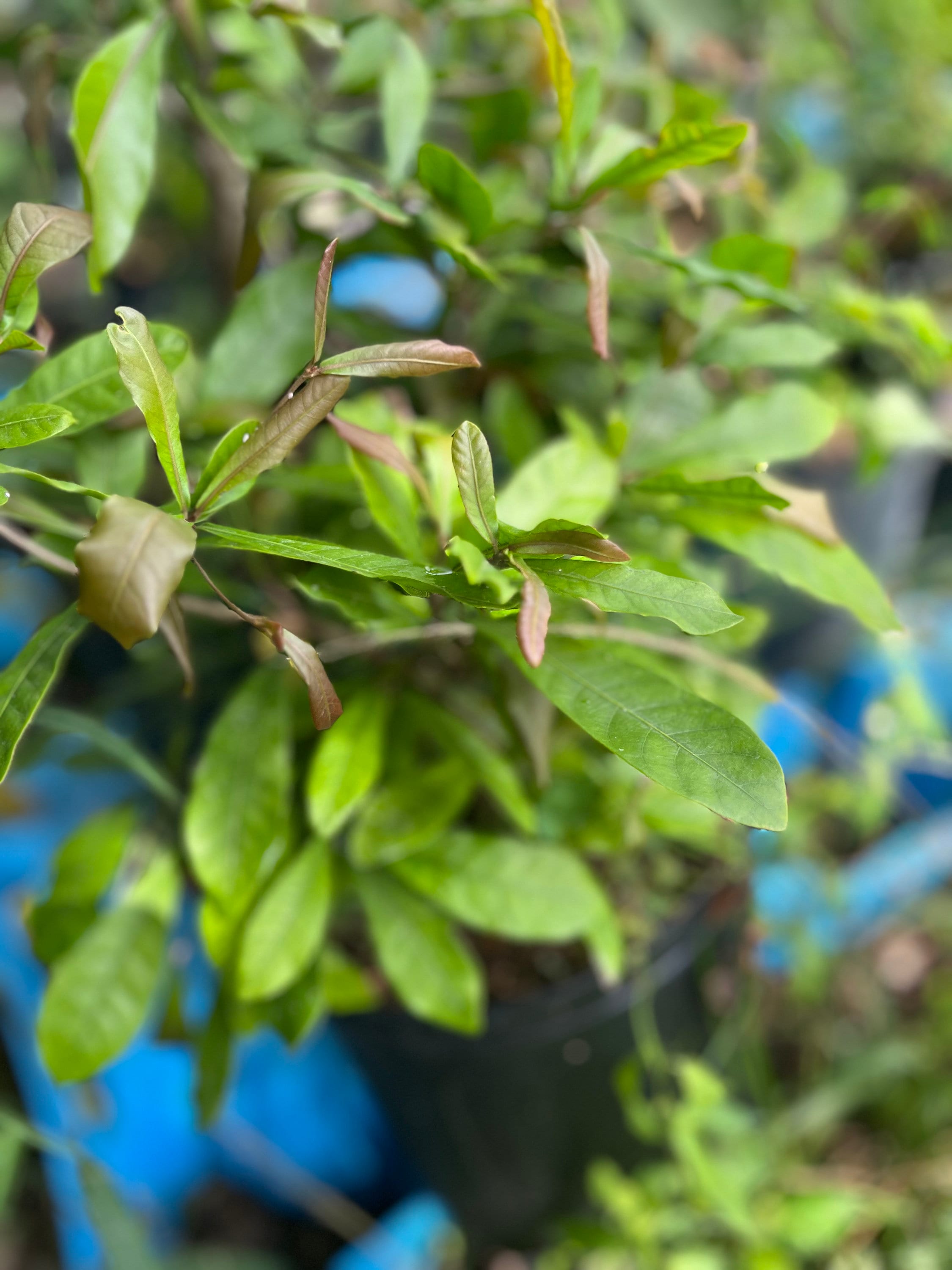 Miracle fruit tree with flowers