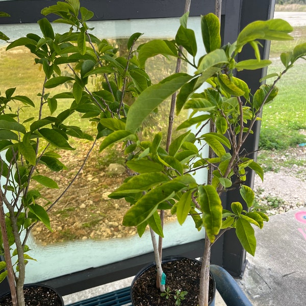 Sugar apple tree 3 gallon with flowers