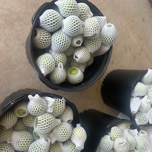 May include: Overhead shot of several black buckets filled with green fruit, each individually wrapped in white protective netting. The fruit appears to be ripe and ready for sale. The buckets are arranged on a concrete surface.
