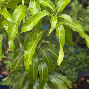 East Indian Mango tree