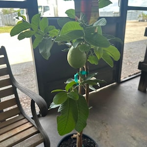 May include: A small guava tree in a black pot with a green guava fruit growing on it. The tree has a tag that says "Guava" and lists the plant's characteristics.