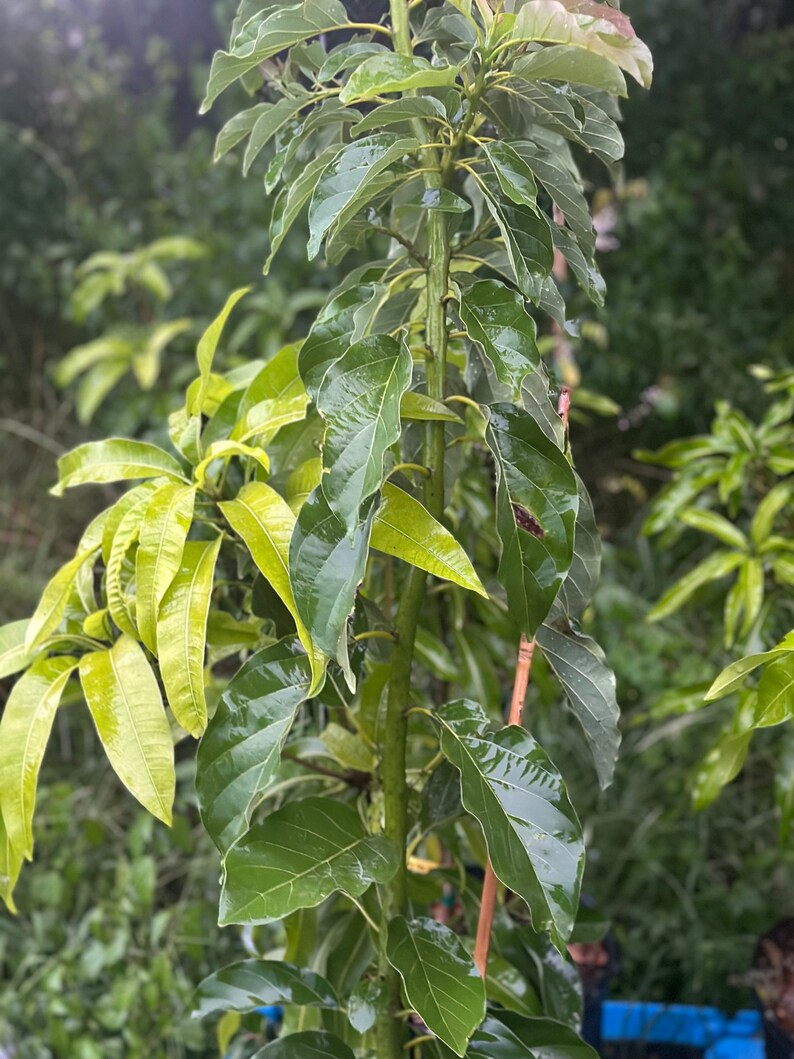 Pineapple Pleasure Mango Grafted - Etsy