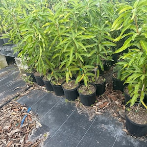 Glenn mango tree - Grafted