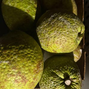 4 breadfruit  (Breadfruit is also known as ‘ulu, fruta-pão, panapen, pan de fruta, sukun, kuru, lebad, mei, kapiak,