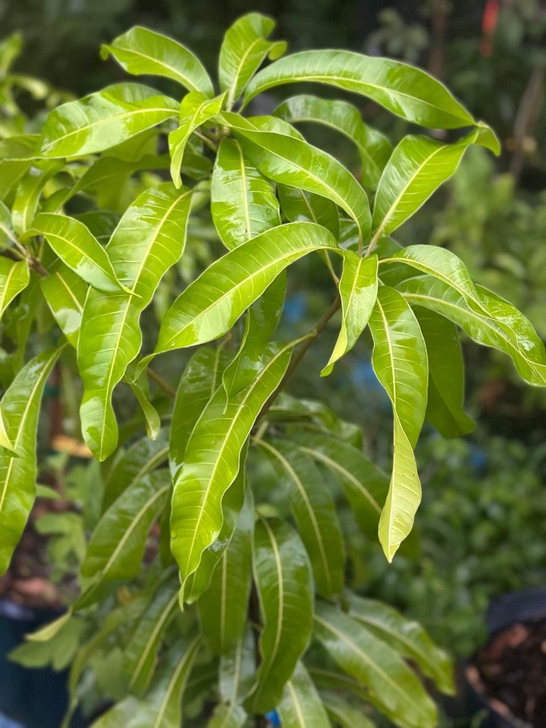 East Indian Mango Tree - Etsy