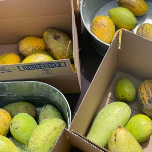 May include: Several cardboard boxes and metal tubs filled with various mangoes. The mangoes vary in color from green to yellow, with some showing brown spots. Some mangoes have handwritten labels.