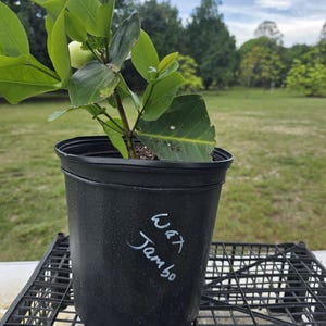 May include: A young Wax Jambo plant with vibrant green leaves growing in a black plastic nursery pot. The pot features the handwritten white text Wax Jambo on its side. The plant has a single light green fruit visible among the foliage.