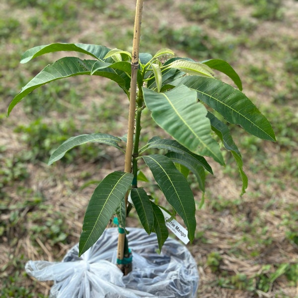 Árbol de mango Orange Sherbert - Injertado