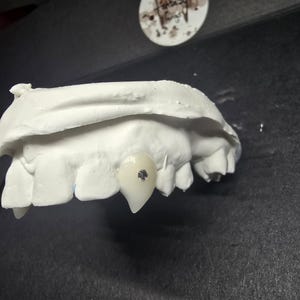 May include: A dental model with a single, pearly white tooth featuring a small, sparkling gem. The model is made of a white material, possibly plaster, and is set against a dark background. The image showcases a dental concept or product.