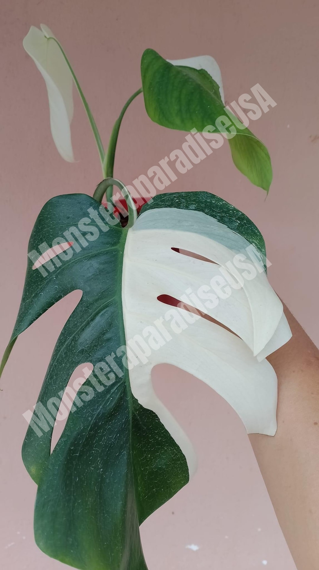 Monstera Albo Half Moon Variegated Plant High Rare Monstera Etsy