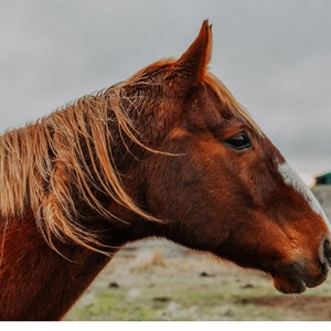 Wild and Free: Fesselndes Wildpferd Digital Download