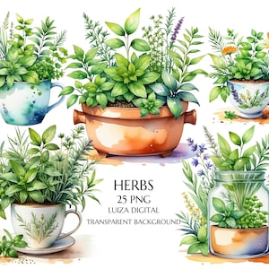 Garrafa de aquarela e ervas clipart, Clipart de ervas, Clipart de ervas, Decoração de cozinha, Cottagecore, Clipart de planta medicinal em aquarela