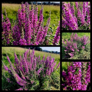 Könnte beinhalten: Eine Collage von Bildern mit leuchtend lila Blutweiderichblüten auf einem Feld. Die Blüten sind dicht aneinandergereiht auf hohen, schlanken Stielen und bilden einen auffälligen Kontrast zum grünen Gras und der fernen Landschaft.