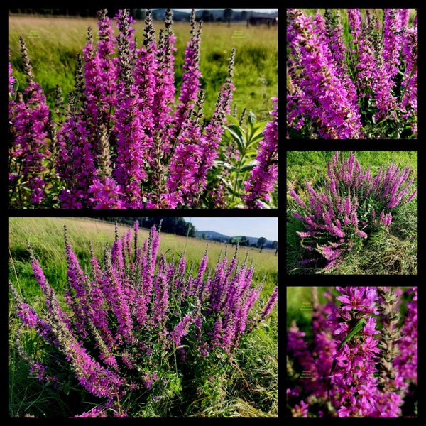 Staude • Blut-Weiderich Lythrum salicaria• 50 Samen Seeds • frisches Saatgut • Bienenweide • Blumenwiese • Bauerngarten  • Winterhart •