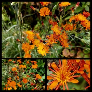 Puede incluir: Primer plano de flores silvestres naranjas con un fondo borroso de follaje verde.