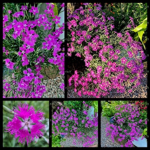 Könnte beinhalten: Eine Collage von Bildern mit leuchtend rosa Blüten mit zarten, gefransten Blütenblättern. Die Blumen sind dicht beieinander, wodurch ein üppiges, volles Aussehen entsteht. Die Blüten haben eine sternartige Form mit einem weißen Zentrum. Die Bilder zeigen die Blumen in verschiedenen Blühstadien.