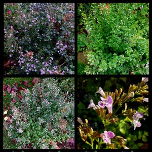 Pode incluir: Uma colagem de quatro imagens mostrando uma variedade de plantas com pequenas flores roxas. As plantas estão em diferentes estágios de crescimento, algumas mostrando as flores em flor e outras mostrando as folhas.