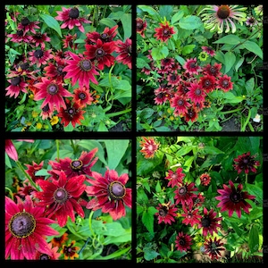 Puede incluir: Un collage de cuatro imágenes que muestran vistas de cerca de coneflowers rojo-púrpura vibrantes en plena floración. Las flores están rodeadas de exuberante follaje verde.