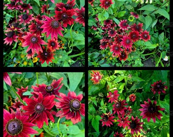 Anual • Rudbeckia "Cherry Brandy" Equinácea • aprox. 50 semillas • hermosa flor de color rojo cereza • semillas frescas • prado de flores silvestres •