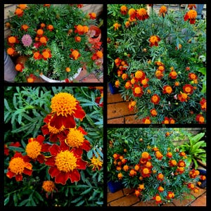 Pode incluir: Vista de perto de quatro plantas de calêndula em vaso diferentes com flores vibrantes de cor laranja e amarela. As plantas estão em plena floração e têm uma folhagem verde exuberante.