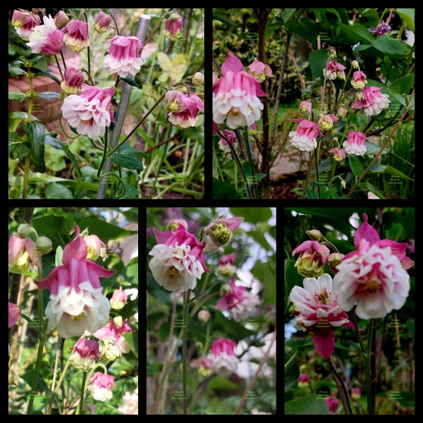 Perennial • Columbine Columbine seeds • "Pink Petticoat" filled ruffled variety • pink white • 25 seeds • fresh seeds • flower meadow • eye-catcher •