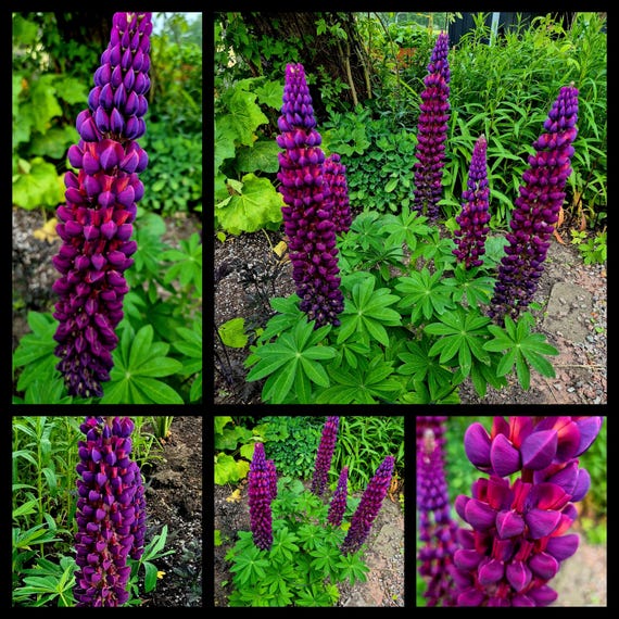 Staude  Lupine Lupinensamen  lila orange  20 Samen  frisches Saatgut   Nahrungsquelle  Blumenwiese  Bienen  winterhart  Mehrjhrig - Etsy  sterreich