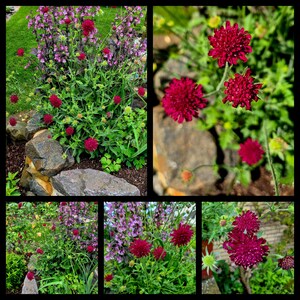 Puede incluir: Un collage de cuatro imágenes que muestran una variedad de flores rojas vibrantes con una textura peluda. Las flores están rodeadas de follaje verde y rocas.