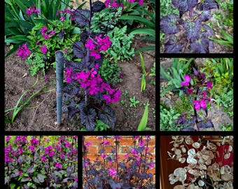 Lunaria Annua "Chedglow" rotblättriges Silberblatt Judasblatt Silberling • 15 Samen Seeds • lila weiß  • frisches Saatgut • Nahrungsquelle