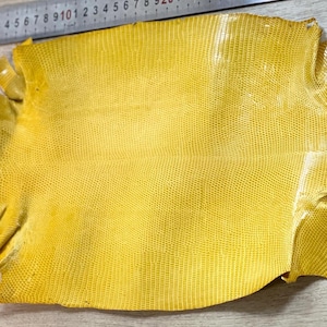 May include: A bright yellow lizard skin hide with a fine, uniform scale texture. A metal ruler is positioned along the top edge, showing the hide spans approximately 10 inches in width across the central section of the textured surface.