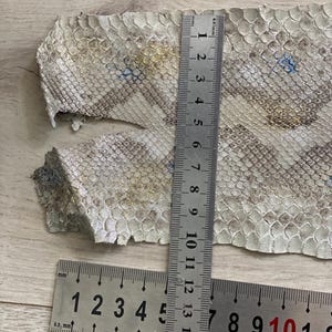 Genuine snake leather with natural scale texture for custom leather projects