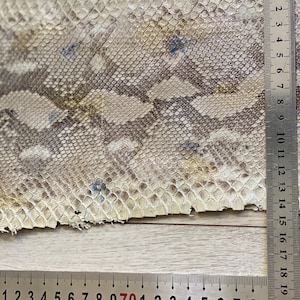 Snake leather material with detailed natural scales close up texture
