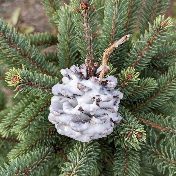 Pinecone Fire Starters | Unscented Toxin-Free Soy Wax | Rustic Decor | Christmas Gift | Housewarming Gift | Outdoor Gift