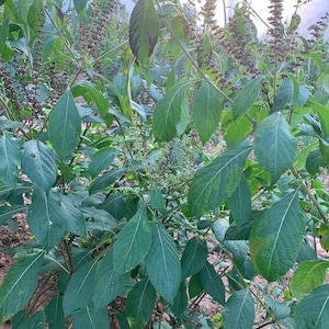 May include: A close-up of a green leafy plant with small purple flowers growing in a greenhouse. The plant has large, green leaves and is growing in a row with other plants.