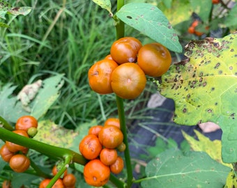 20 Small African Eggplant Seeds