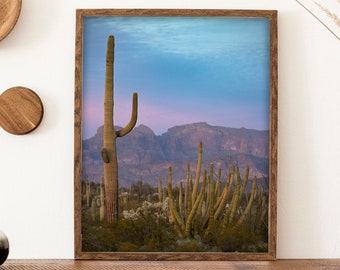 Organ Pipe Cactus Sunset