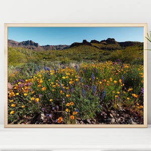 Super Bloom in the Desert