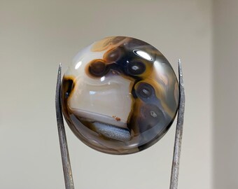 Brazilian piranha agate cabochon