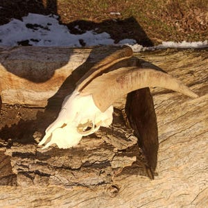 Real Domestic Goat Skull with Horns and the jaw. Unique Gift for Huntsman, Skull Lover. Perfect Halloween, Birthday, or Christmas Decor.