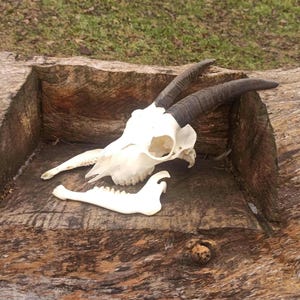 Real Domestic Goat Skull with Horns and the jaw. Unique Gift for Huntsman, Skull Lover. Perfect Halloween, Birthday, or Christmas Decor.