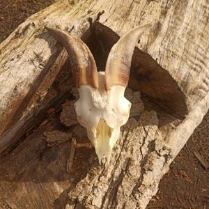 Real Domestic Goat Skull with Horns and the jaw. Unique Gift for Huntsman, Skull Lover. Perfect Halloween, Birthday, or Christmas Decor.